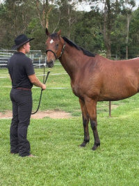 Peter Williams Riding Apparel Western Riding Pants Tanbar Men's Black Denim Horse Riding Jeans