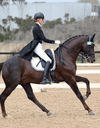 Peter Williams Riding Apparel Breeches Cambridge Riding Breeches - Ladies