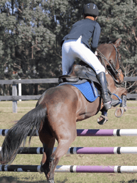 Junior Men's Breeches - Peter Williams Riding Apparel