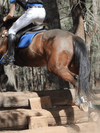 Peter Williams Riding Apparel Breeches Junior Men's Breeches