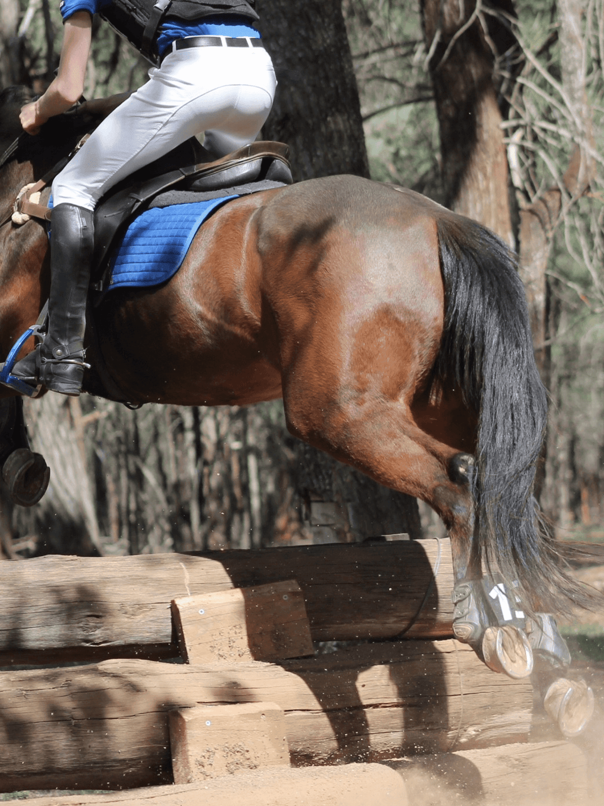 Peter Williams Riding Apparel Breeches Junior Men's Breeches
